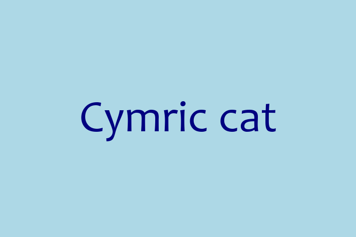 Adopt a Friendly Cymric cat Cat in Maidstone