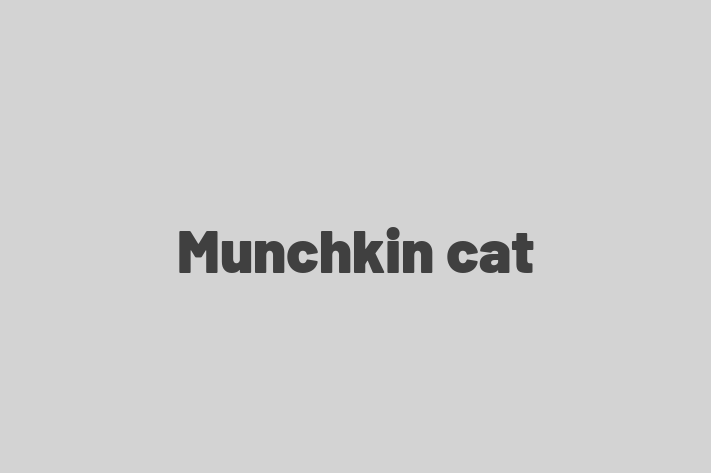 Adopt a Cat Munchkin cat Available in Dartford