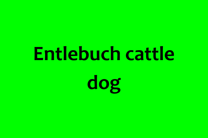 Entlebuch cattle dog Dog for Sale in Darwen