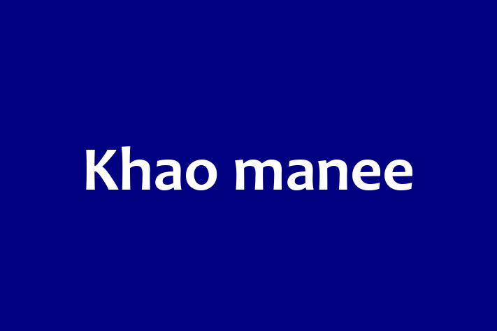 Cat Khao manee for Sale in Small Heath