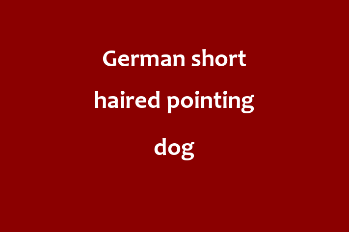 German short haired pointing dog Dog for Sale in Borehamwood