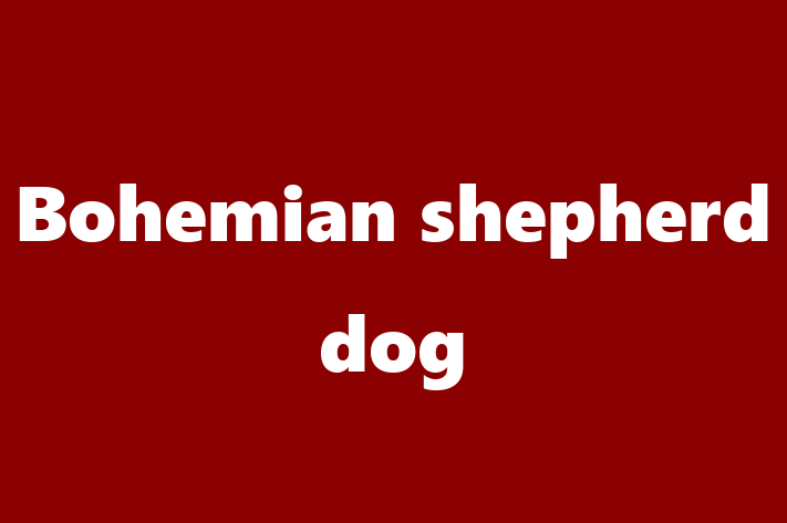 Adopt a Friendly Bohemian shepherd dog Dog in Bury