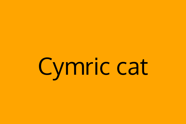 Cymric cat Cat Ready for a Home in York