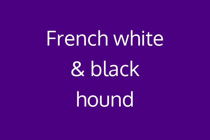 Charming French white black hound Dog for Sale in Romford