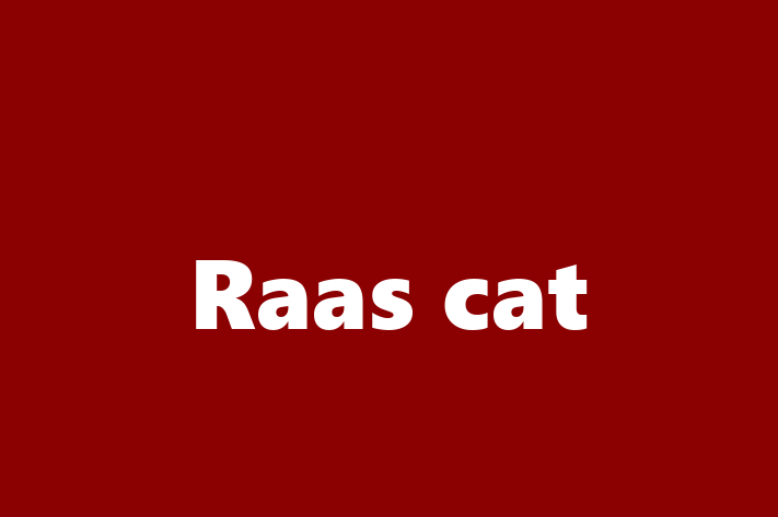 Meet Your New Raas cat Cat in City of Bath