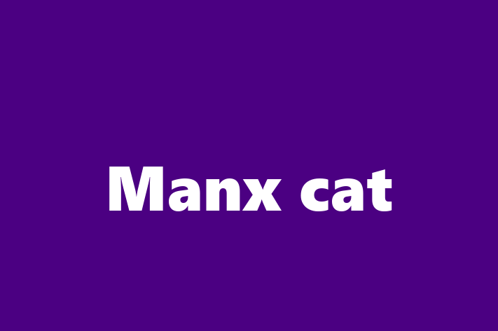 Charming Manx cat Cat for Sale in Chelmsford