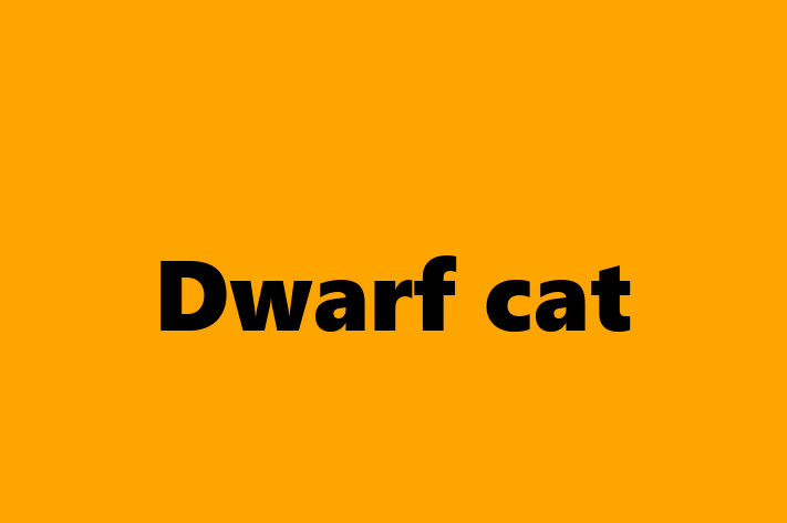 Adopt a Cat Today Dwarf cat in Rochdale