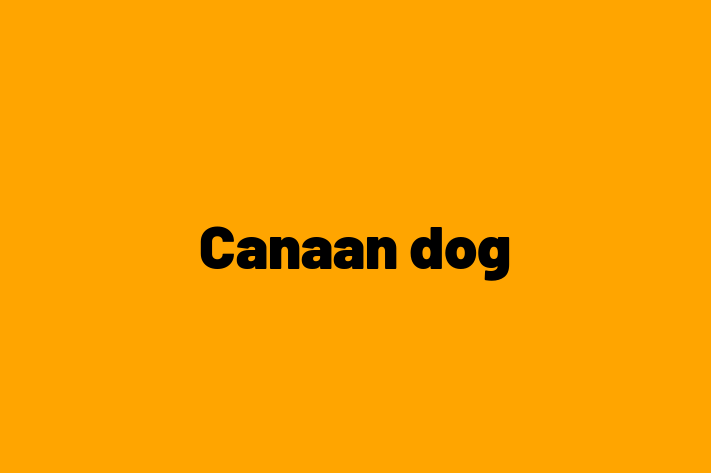 Adopt a Canaan dog Dog in Littlehampton