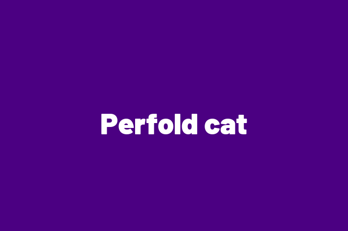 Perfold cat Cat for Sale in Darwen