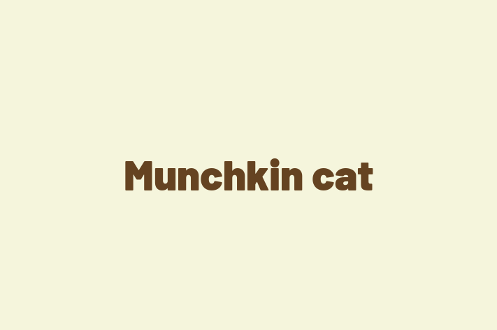 Munchkin cat Cat Available Now in Eastbourne