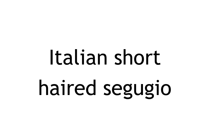 Adopt a Italian short haired segugio Dog in Leigh on Sea