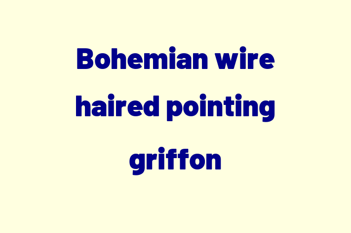 Bohemian wire haired pointing griffon Dog for Sale in Kenton