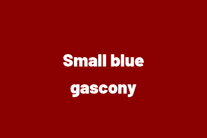 Small blue gascony Dog Ready for a Home in City of London