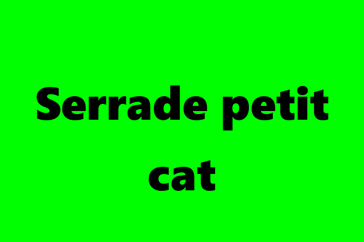 Serrade petit cat Cat Ready for a Home in Morley