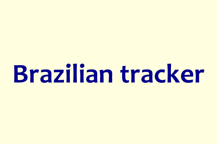 Adopt a Dog Brazilian tracker Available in Stourbridge