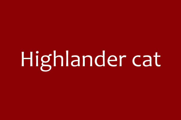 Highlander cat for Sale in Broadstairs