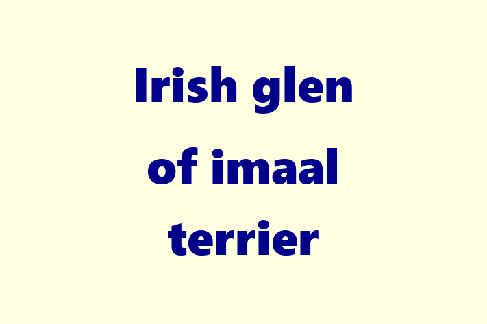 Irish glen of imaal terrier Dog for Sale in London