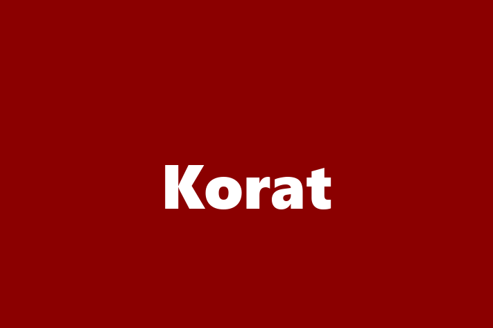 Find Your New Korat Cat in Watford