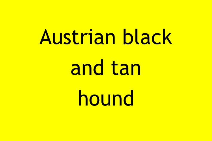 Austrian black and tan hound Dog in Lowestoft