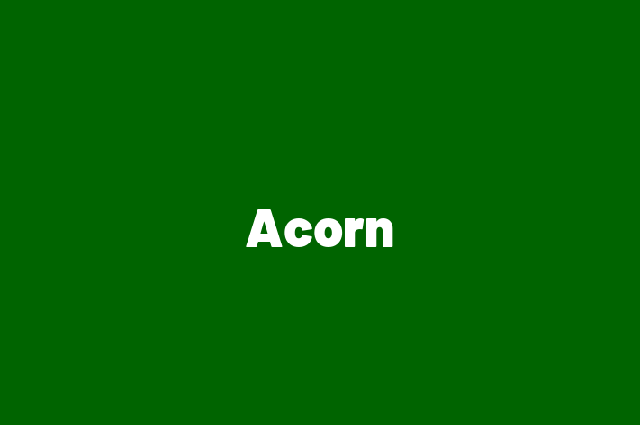 Acorn