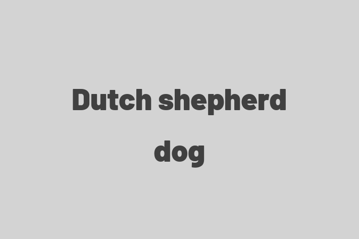 Dutch shepherd dog Dog for Sale in Southport