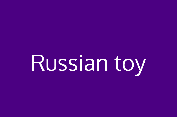 Adopt a Beautiful Russian toy Dog in Rugby