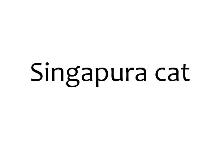 Adopt a Friendly Singapura cat Cat in Reading