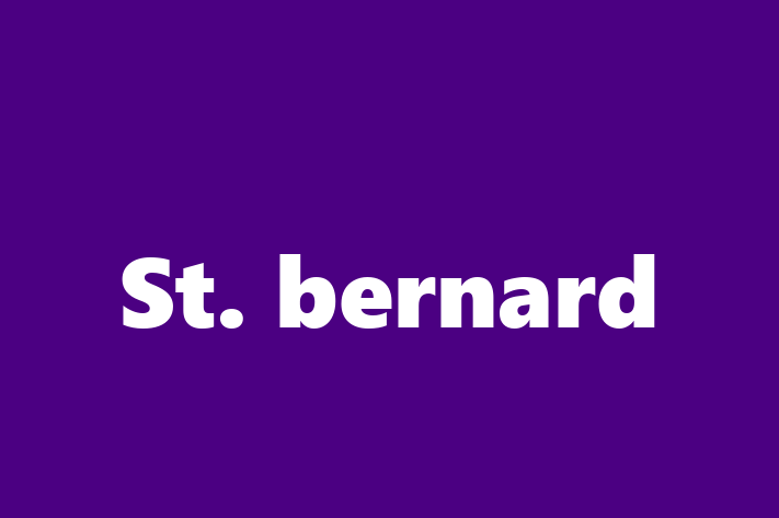 St. bernard Dog in Dunstable