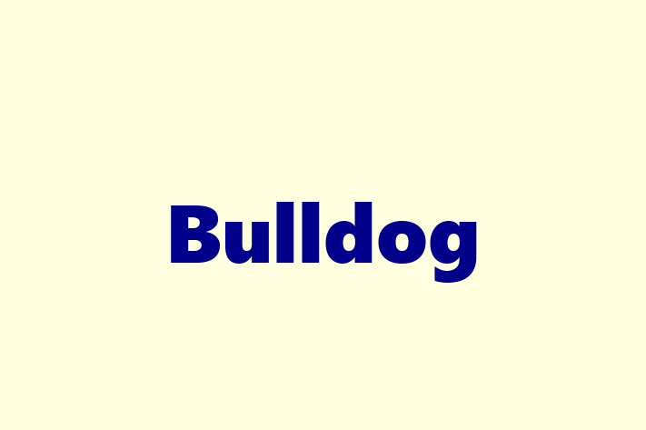 Adopt a Beautiful Bulldog Dog in Stockport