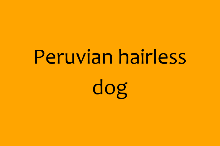 Adopt a Friendly Peruvian hairless dog Dog in Gloucester