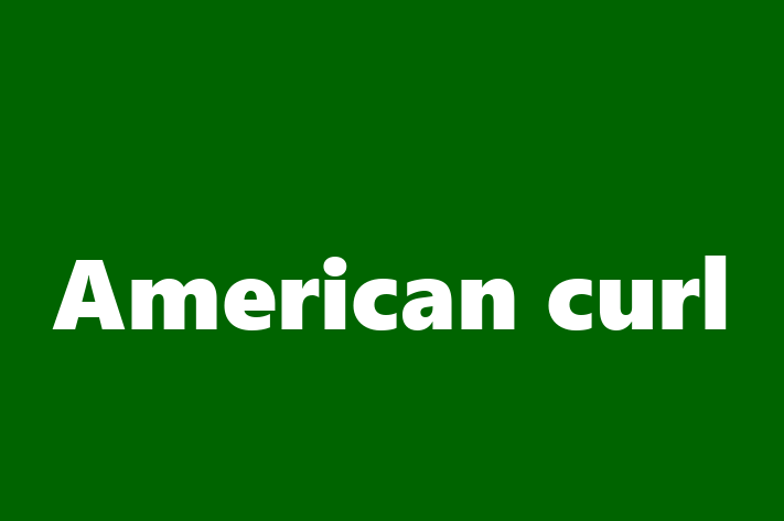 American curl Cat for Sale in Datchet