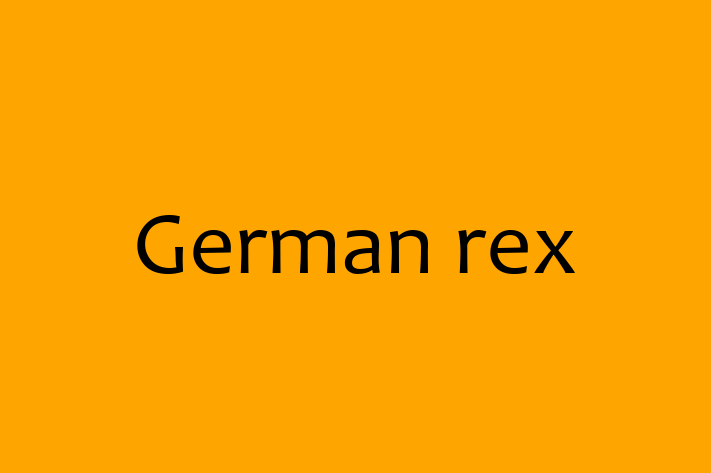 German rex Cat for Sale in Newport