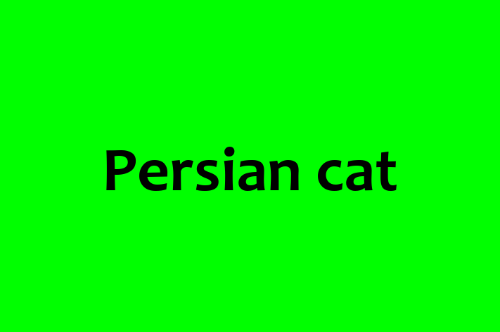 Persian cat for Sale in Blyth