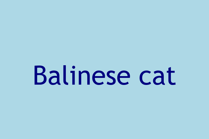 Adopt a Cat Today Balinese cat in Melton