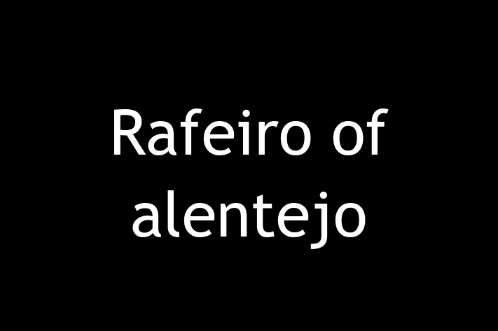 Adopt a Dog Today Rafeiro of alentejo in LondonderryDerry