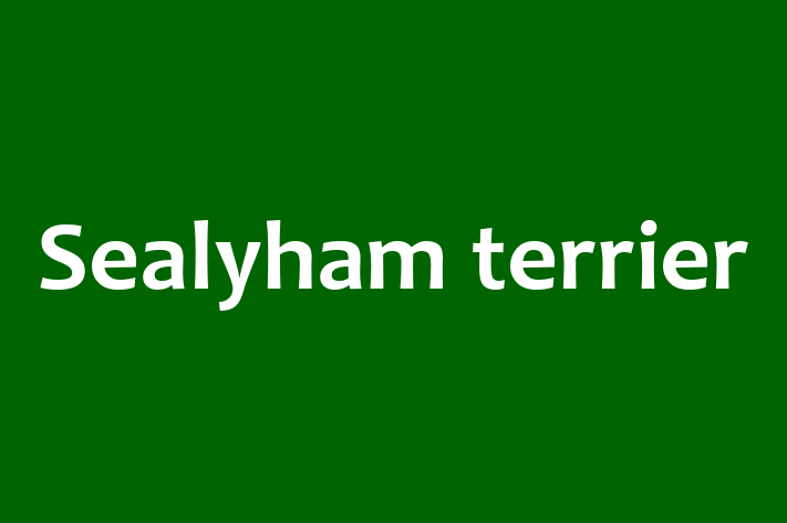 Sealyham terrier Dog for Sale in Twickenham