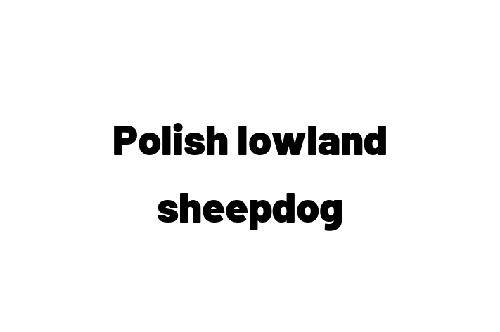 Charming Polish lowland sheepdog Dog for Sale in Bournemouth