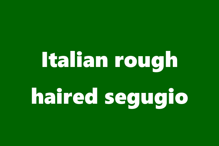 Adopt a Italian rough haired segugio Dog in High Wycombe