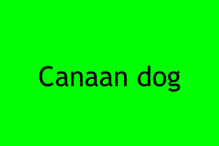 Canaan dog for Sale in Rochdale