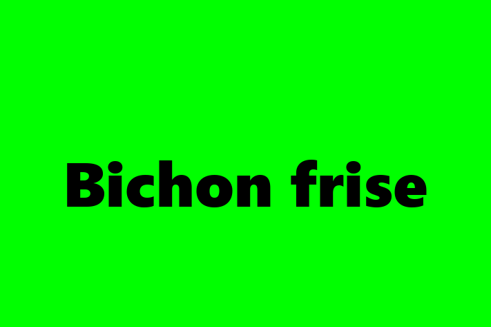 Bichon frise Dog PuppiesKittens for Sale in Luton