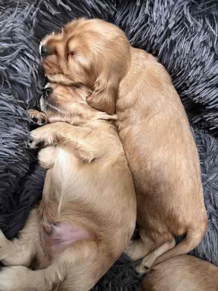 cocker spaniel puppies for sale