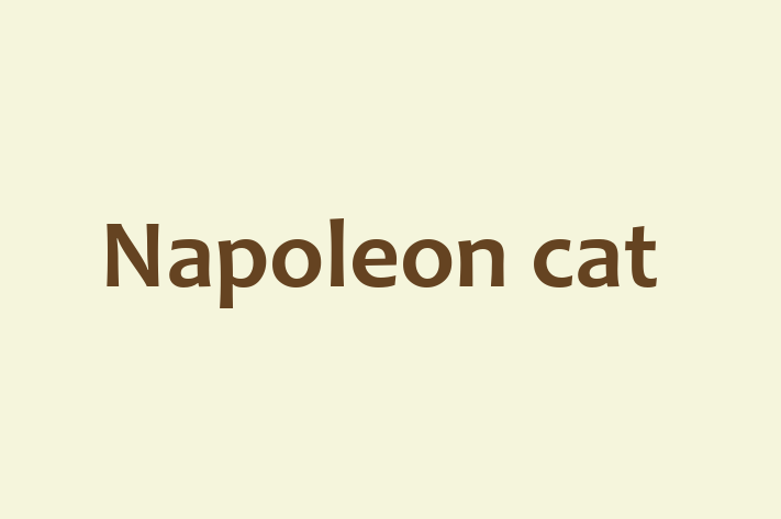 Find Your New Napoleon cat Cat in Blackpool