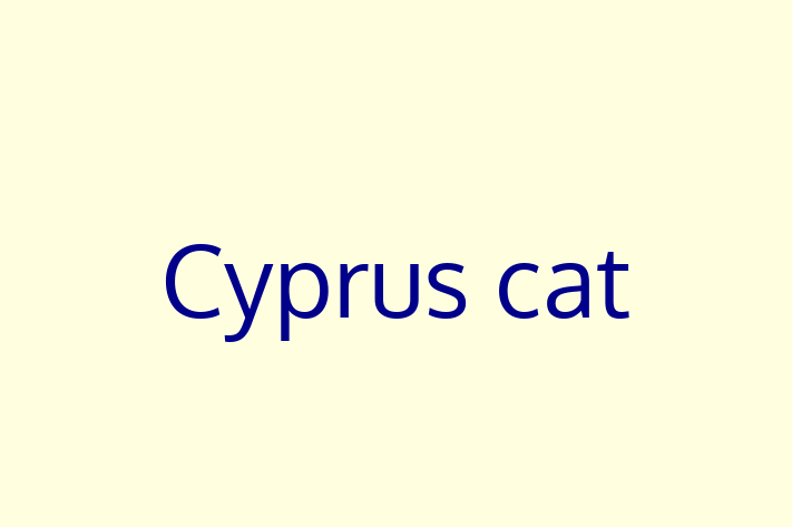 Adopt a Cat Cyprus cat Available in Portsmouth