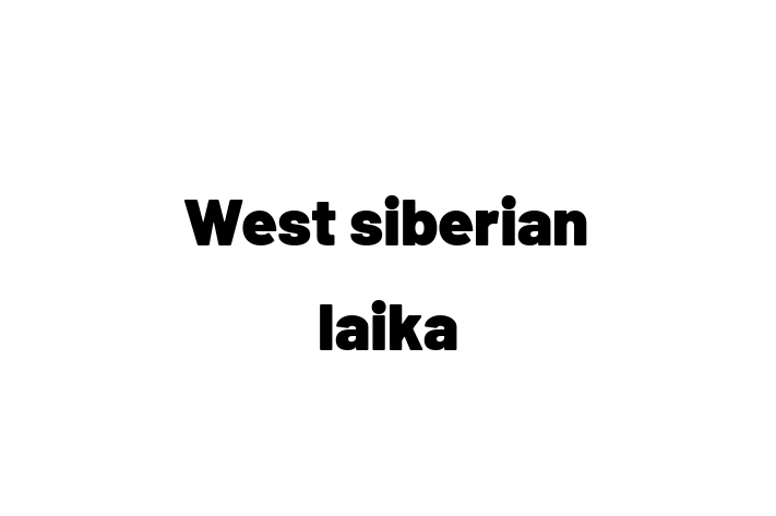 Adopt a Dog West siberian laika Available in Tavistock