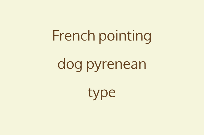 Dog French pointing dog pyrenean type for Sale in Gosport