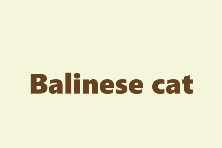 Balinese cat Cat Available Now in Burton upon Trent