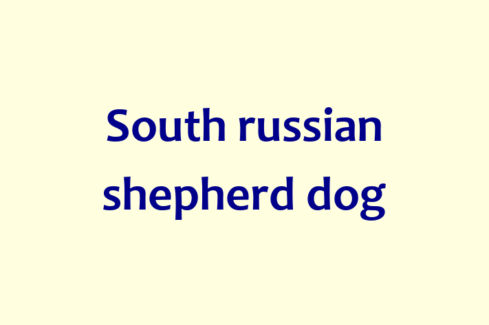 Adopt a Beautiful South russian shepherd dog Dog in Kings Langley