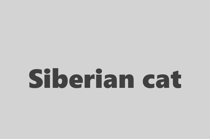 Siberian cat Cat for Sale in Corbridge