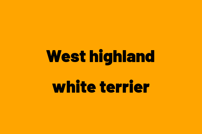 Adopt a Beautiful West highland white terrier Dog in Salisbury