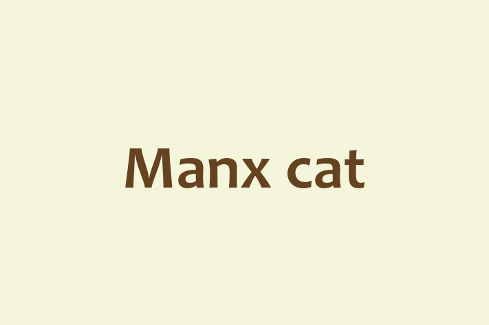 Manx cat Cat for Sale in Rayleigh